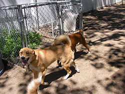 horse training & care